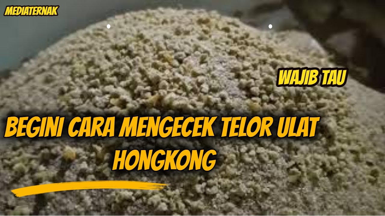 Cara mengecek telor ulat hongkong || Ternak ulat hongkong 