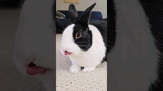 HOW WELL DO RABBITS HEAR?