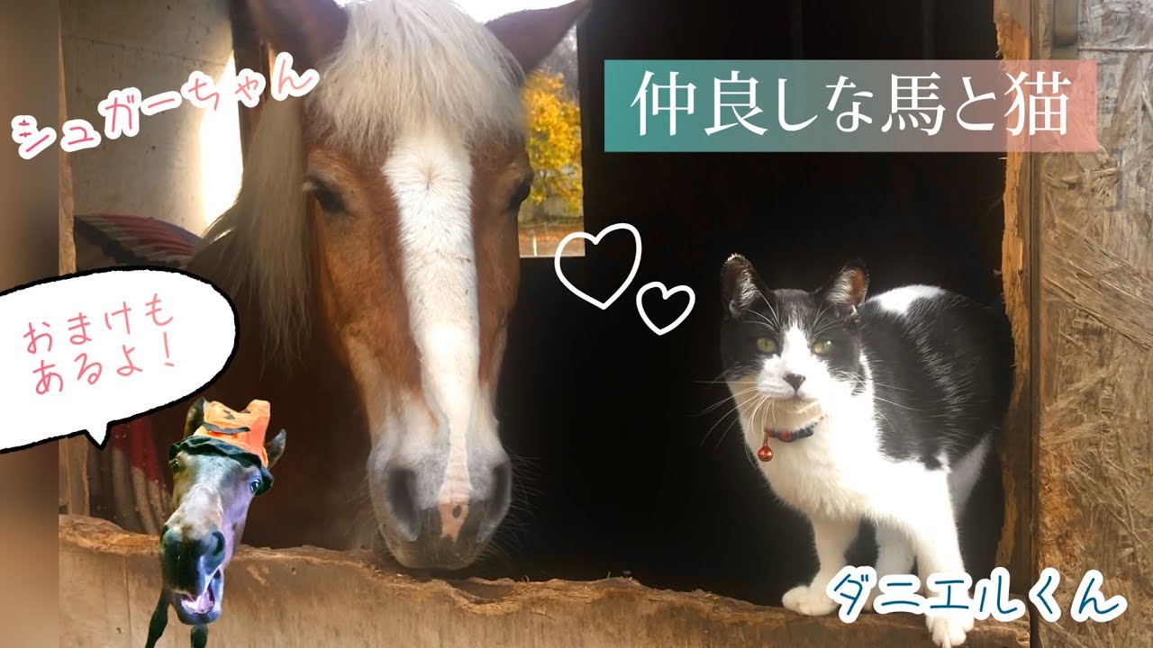 仲良しな馬と猫 最後におまけ付き Youtube