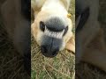 dog laugh funny #funny #animals