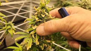 Weekly update Octopot grow room grow #7 la og kush, Granddaddy purple, Runtz fast photo.