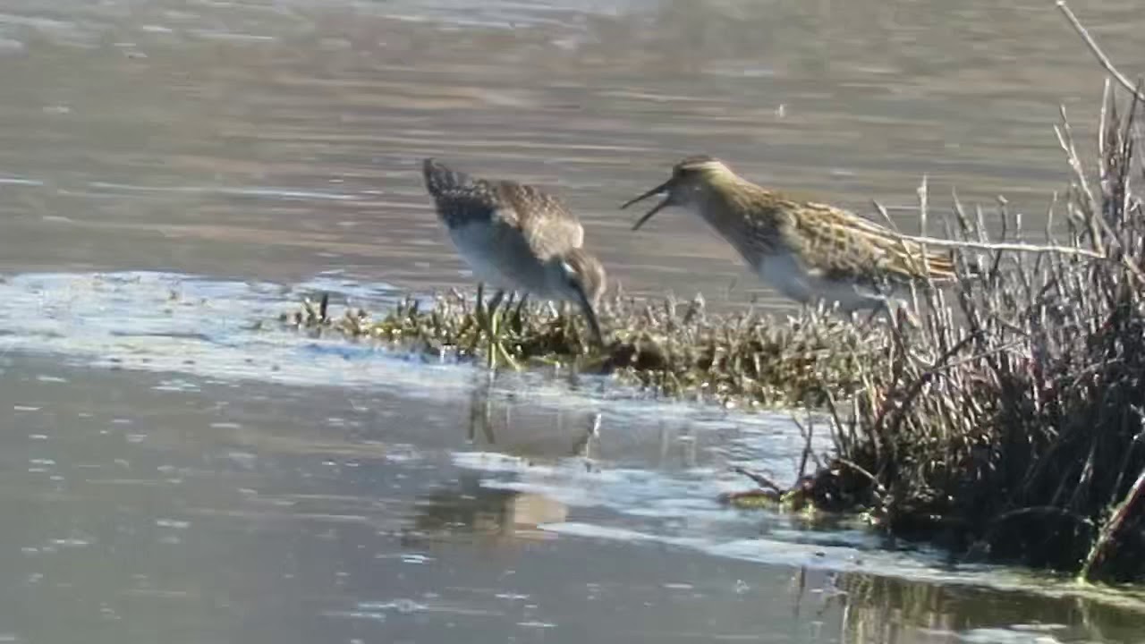 Wood Sandpiper and Pectoral Sandpiper 