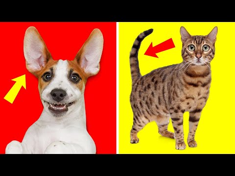 Video: 15 nomi astronomici per il tuo cane