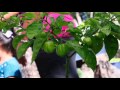 Actividades productivas Sedesol - Huertos