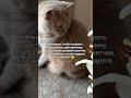 Советчик котмишель Cat котики юмор прикол Funnycats Cats мем Советчик котмишель Cat котики юмор прикол Funnycats Cats мем