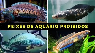 Peixes de Aquário Proibidos  #peixesornamentais #aquarismojumbo by DOCTV 484 views 1 month ago 2 minutes, 22 seconds