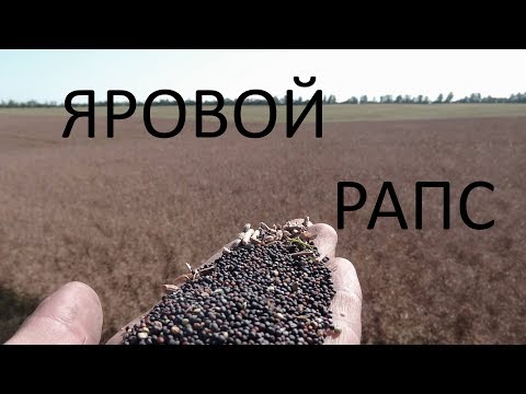 Уборка ярового рапса. 19.08.18.