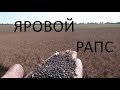 Уборка ярового рапса. 19.08.18.