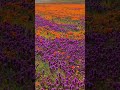 Filmed this week! 😍 This is not the famous Antelope Valley Poppy reserve but a big area around it