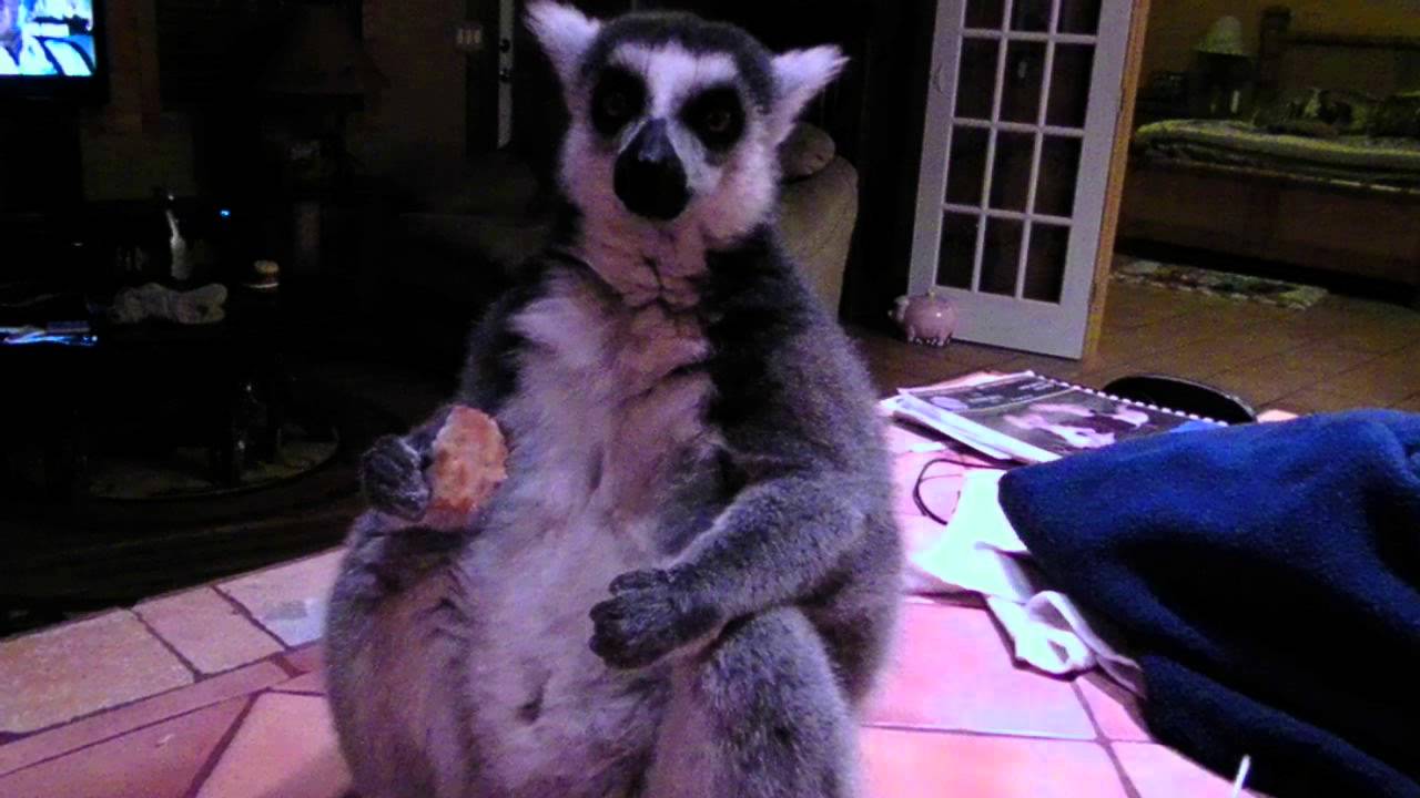 horseshoe bend Lemur says...YUM YUM YUM YUM!!