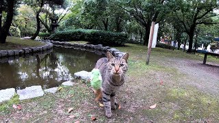 わんぱくな猫に猫のおもちゃをパクられたwww
