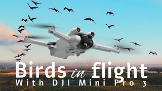 Amazing Shooting with DJI mini pro 3 of birds flying