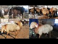 Оото💪 КУЧТУ🐑ГИСАРЛАР. ЫСЫК-КОЛ. Бакыт байкенин короосу