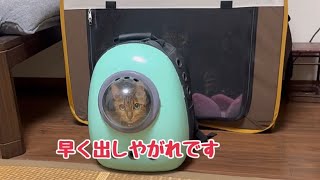 実家到着指した途端ニャンボルギーニになってウワーウワー言い出します