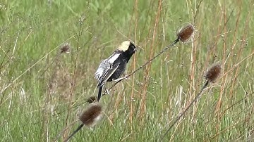 Bobolinks are back! Listen to this one sing!