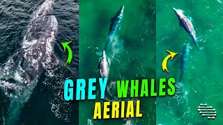 Aerial Footage of Two Grey Whales