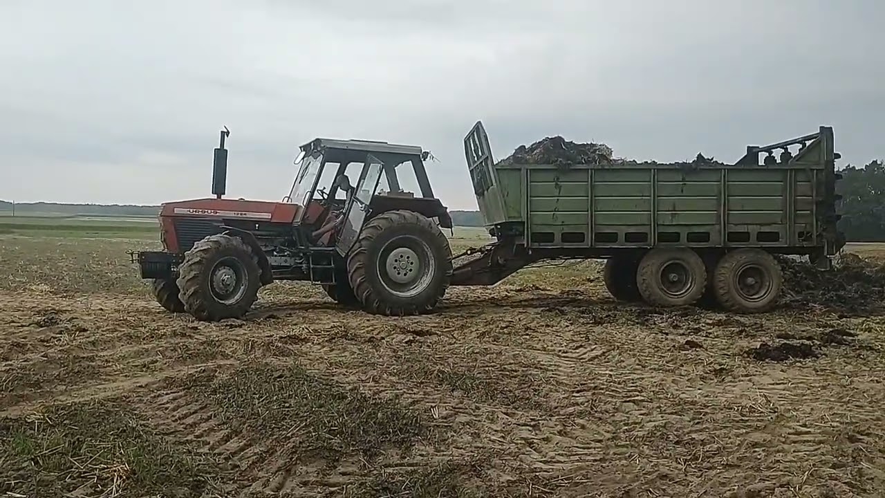 oporowe rozrzucanie obornika 🤩młody nie odpuszcza 💪 ursus/Zetor