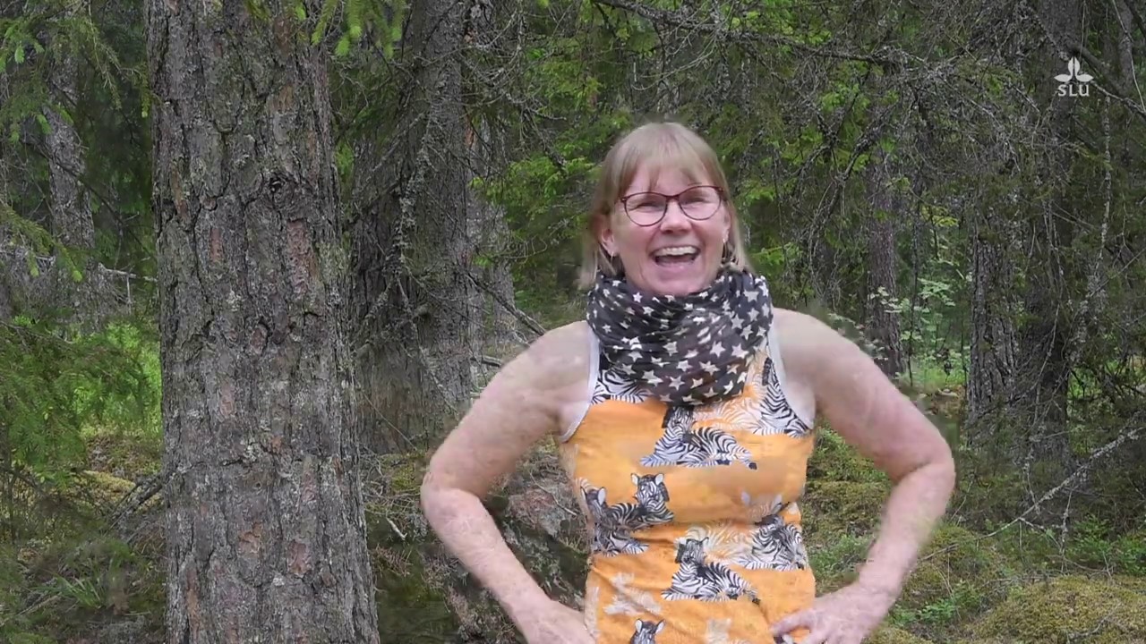 Olika typer av mykorrhiza i skogen