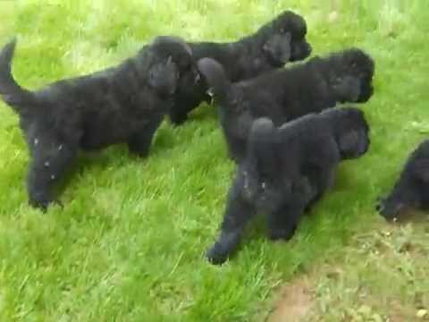 newfoundland puppies youtube