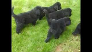 Newfoundland puppies trying to catch a racing Doxie