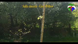 Salix Cinerea Grey Willow