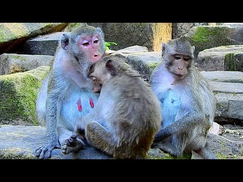 Bre K He D Jane R Pid B Te He D Br T Jonna Nearly Br Oken Fe Ll From Stone Jazzy T Ke Thinking