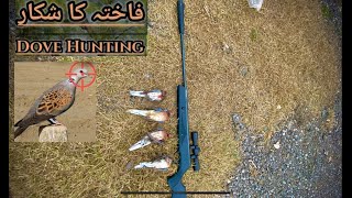 Doves hunting with air gun sr1000s air gun long range hunting