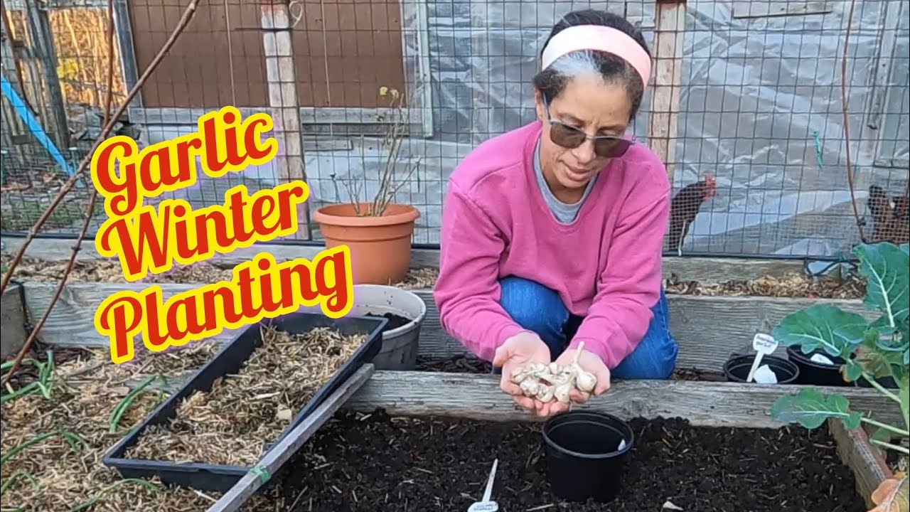 ЗИМНЯЯ ПОСАДКА ЧЕСНОКА
