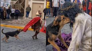 El perro que se hizo viral en Vía crucis