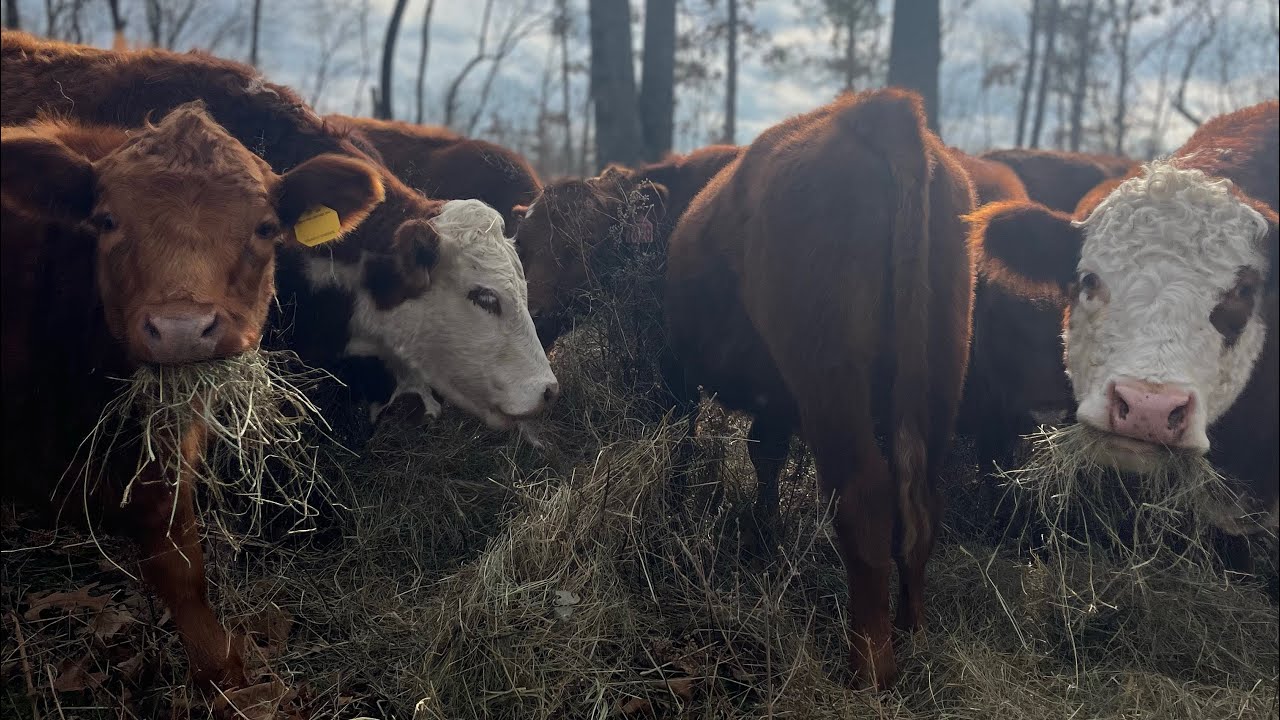 Cattle graze new cut timber pasture for the first time!