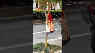 Shopping bag shibe #cutenessoverload
Our ancestors in 1900 could never foresee the shopping bag, Shiba. #dogmemes #comedy #dogshorts #dog #funnydog #cutedog Shopping bag shibe #cutenessoverload