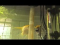 Angel Fish Spawning | Angelfish Laying Eggs | Breeding