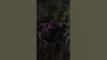 Tục đưa tiễn ma của người H