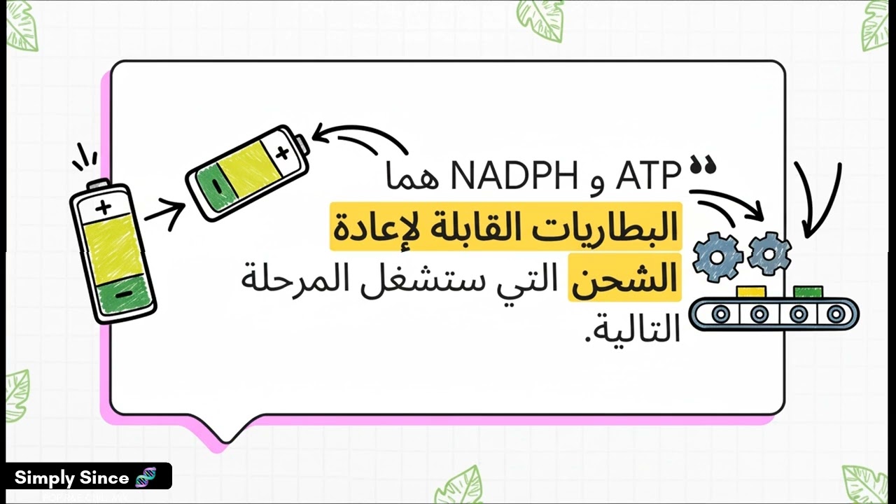 شرح درس آلية التركيب الضوئي || علوم حادي عشر علمي منهاج سوريا 