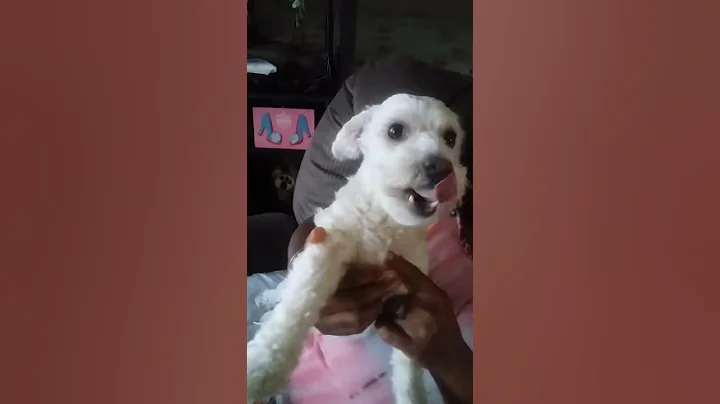 My name is Benji Benji  Benji! !!!