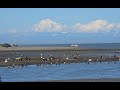 Salmon Fishing Kasilof Alaska (Dipnetting)