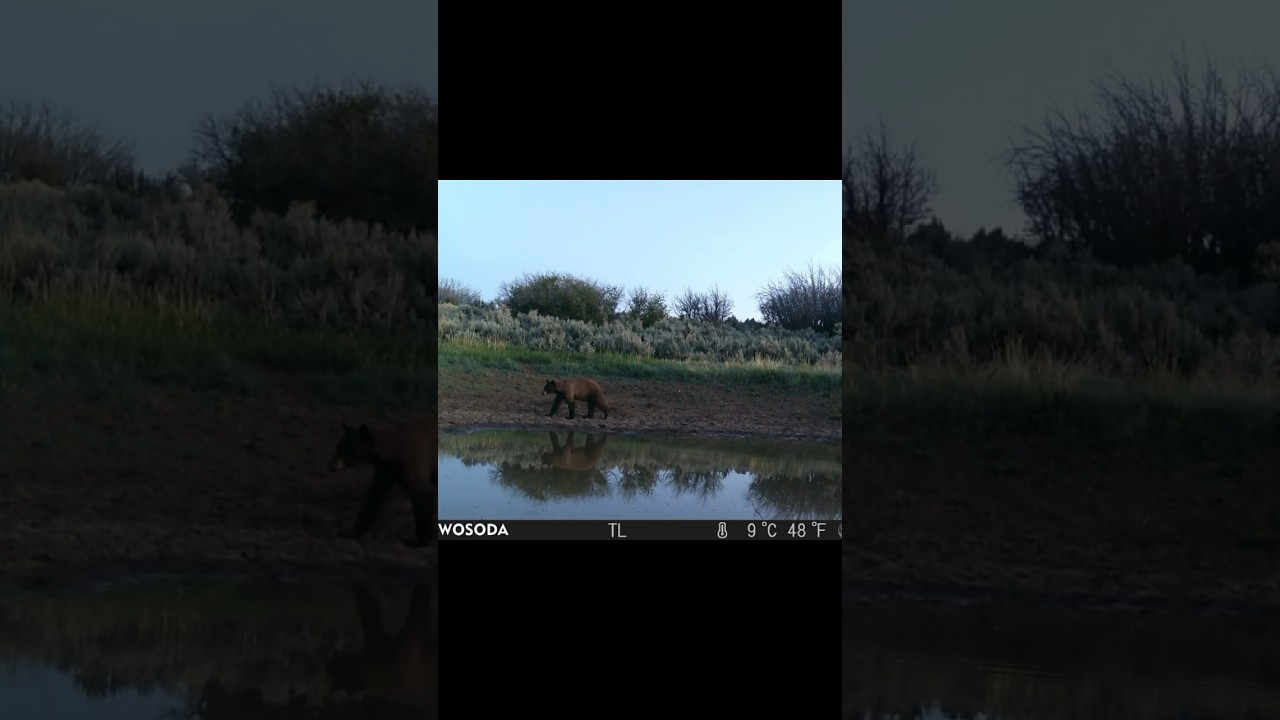 Bear Leaves In A Hurry 