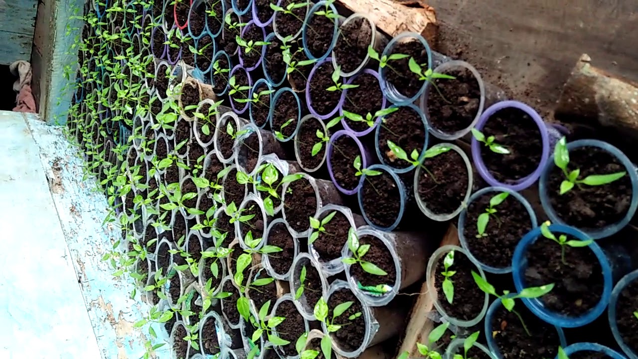Trik Menanam Cabe Cakra Dewata F1 berbuah lebat 