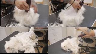 夢想寵物美容 跟著阿貓貓一起看美容 貓咪系列 01