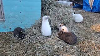 Just some bunnies having breakfast.