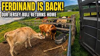 Ferdinand the Bull Returns to Mill Gap Farms