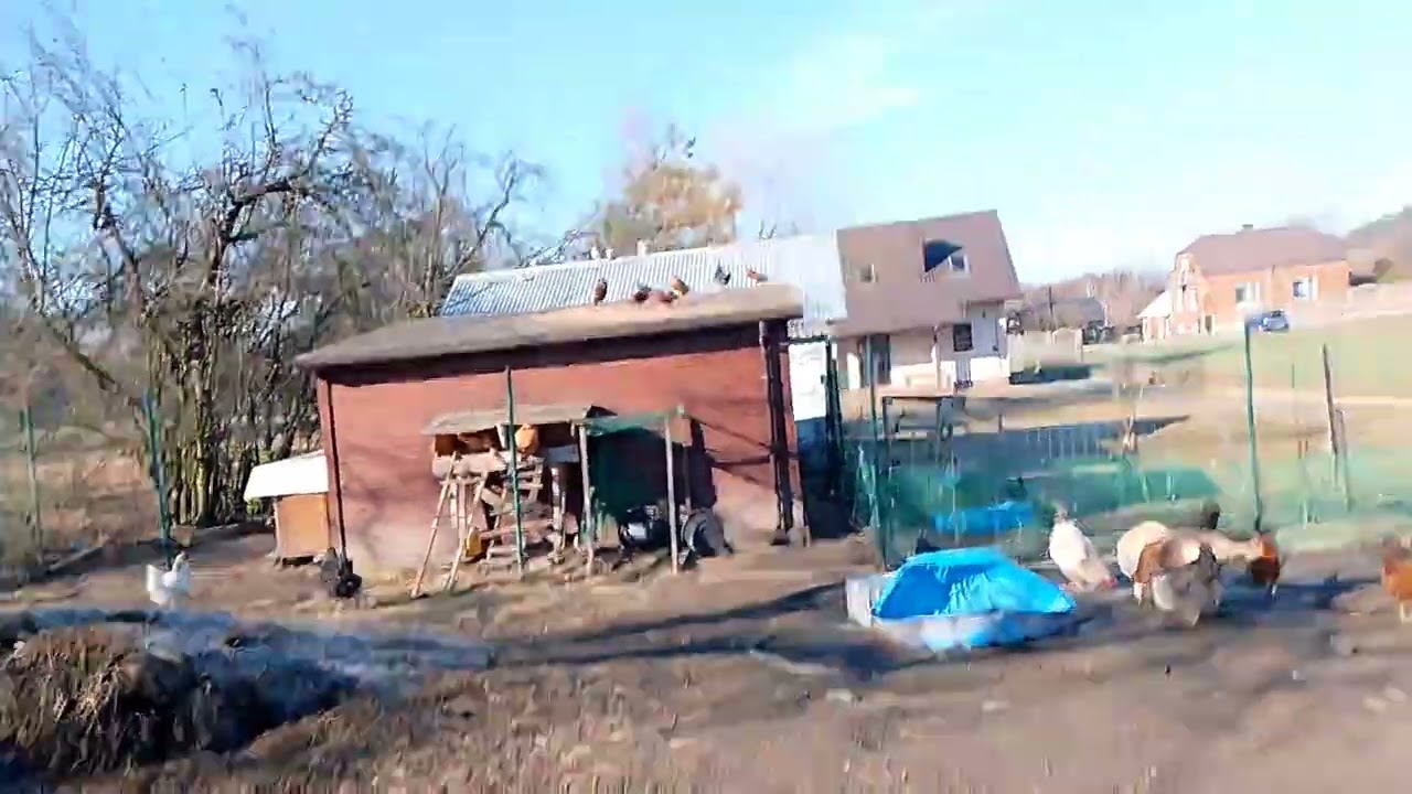 Nowy gołąb i przebudowanie gniazd u kur