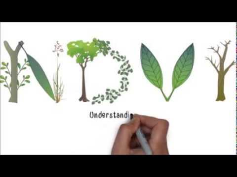 NDVI - Normalized Difference Vegetation Index