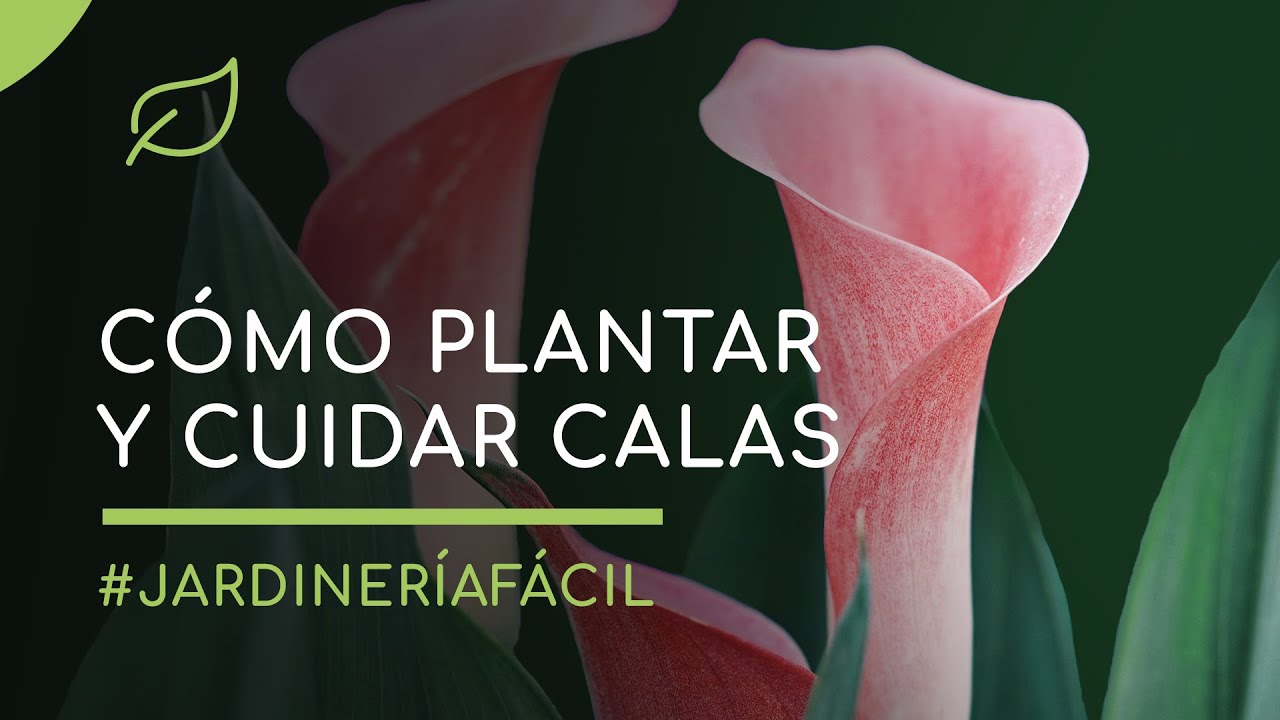 Calas: Cómo plantar y cuidar las calas o lirios de agua - YouTube