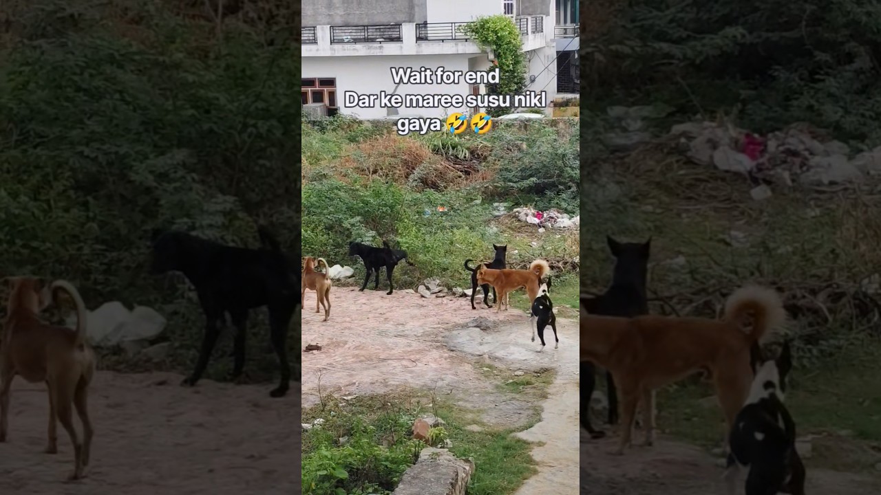 funny dogs fight🤣 #funnydogs #youtubeshorts #reels #viral #youtubefeed