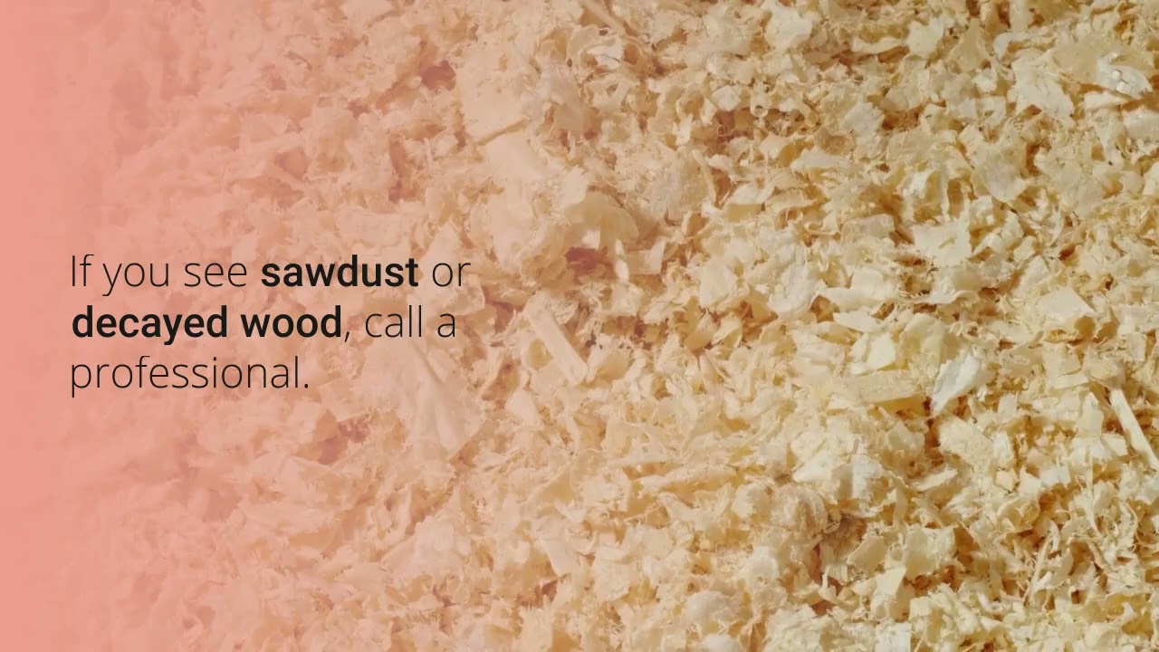 🐜 How to Identify Carpenter Ants in Your Home | Toronto Pest Control Guide 🏡 | Pesticon