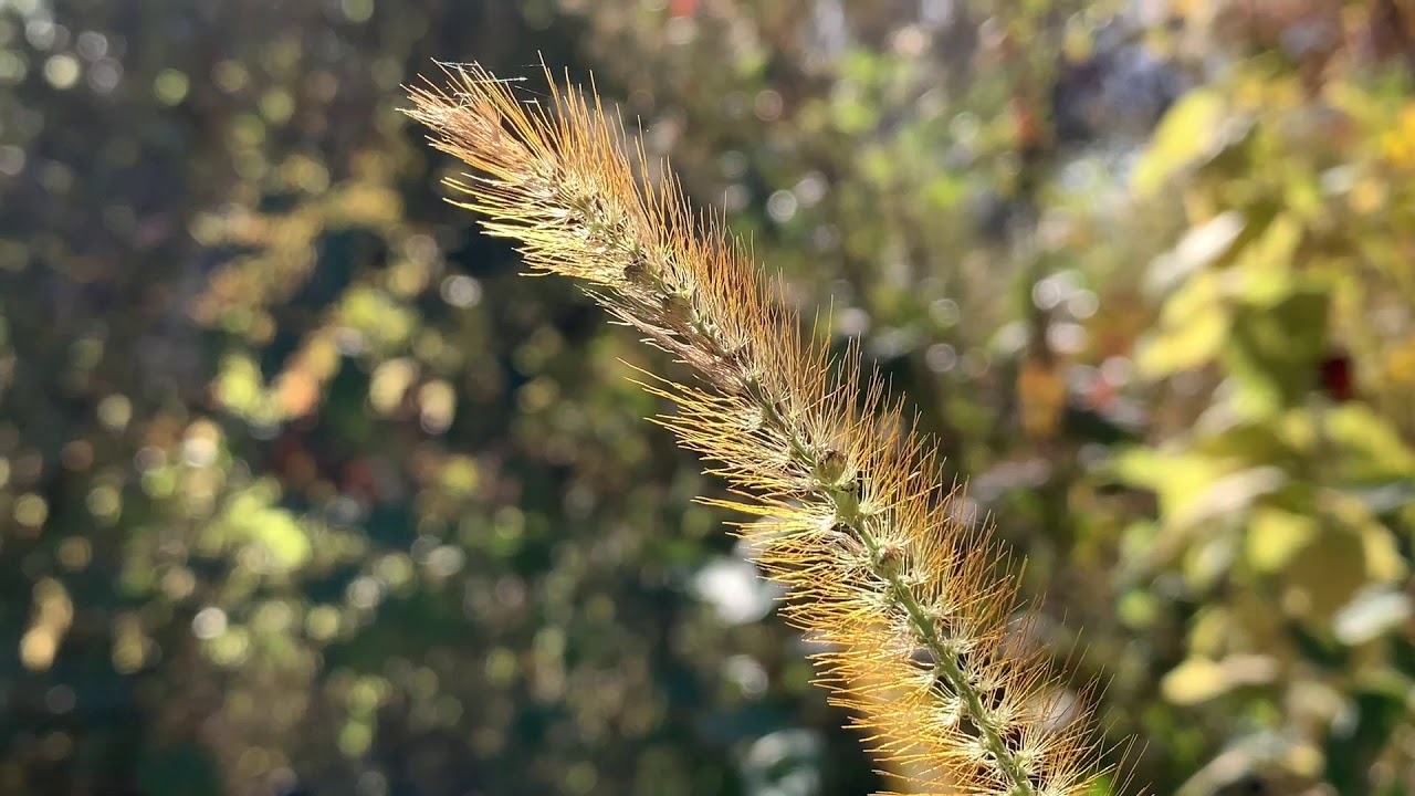 Alfred Caldwell Lily Pool - October Grasses