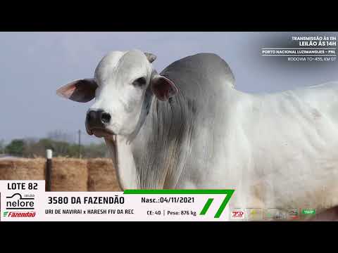 LOTE 82