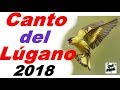 Canto del lugano CD 2018 | Carduelis spinus | Chant tarin des aulnes