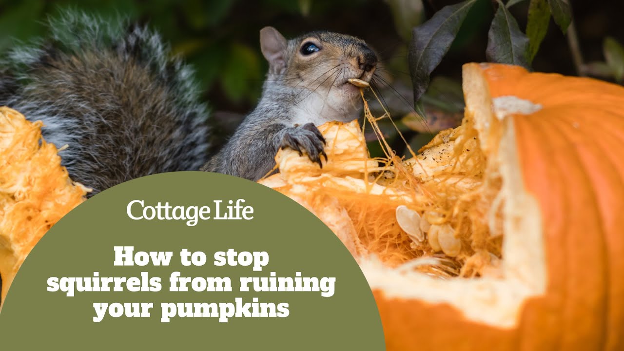 How to stop squirrels from ruining your pumpkins YouTube